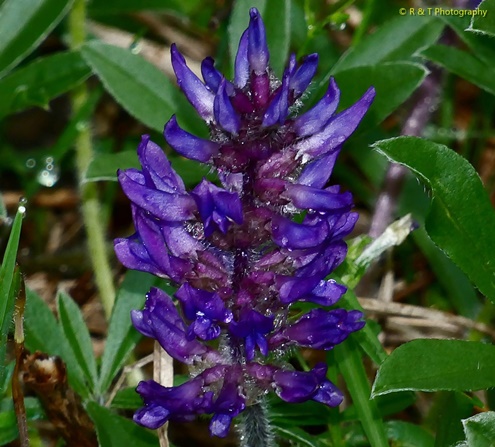 {Pediomelum subacaule}